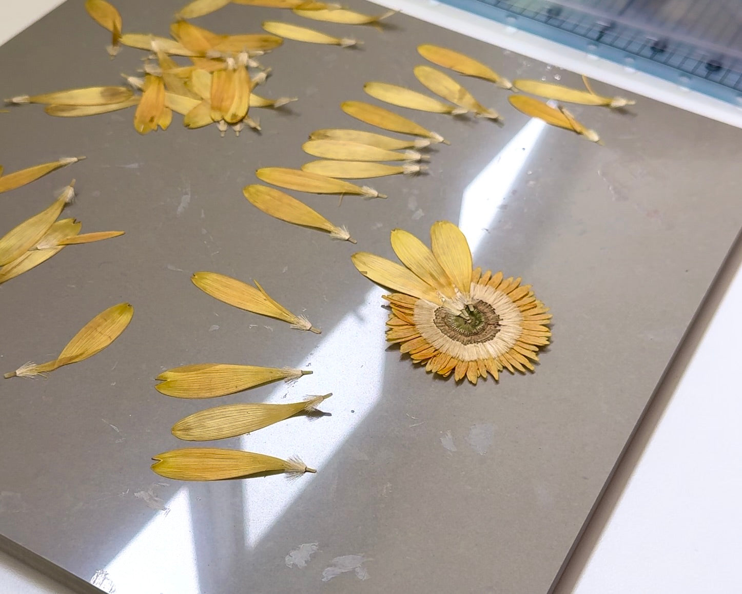 Pressed yellow gerbera with petals separate to center. Three petals are stuck back on the flower
